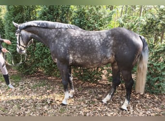 Hanovrien, Hongre, 4 Ans, 167 cm, Gris noir