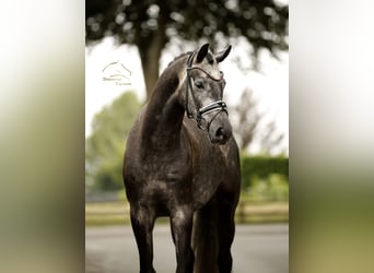 Hanovrien, Hongre, 4 Ans, 167 cm, Gris noir