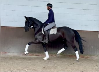 Hanovrien, Hongre, 4 Ans, 167 cm, Noir