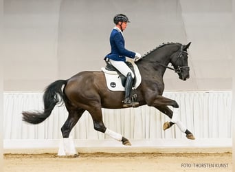 Hanovrien, Hongre, 4 Ans, 167 cm, Noir