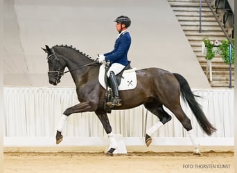 Hanovrien, Hongre, 4 Ans, 167 cm, Noir