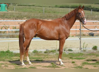 Hanovrien, Hongre, 4 Ans, 168 cm, Alezan