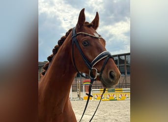 Hanovrien, Hongre, 4 Ans, 168 cm, Alezan