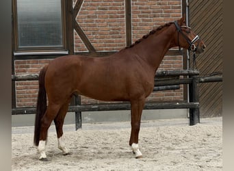 Hanovrien, Hongre, 4 Ans, 168 cm, Alezan