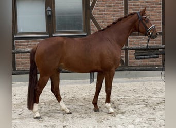Hanovrien, Hongre, 4 Ans, 168 cm, Alezan