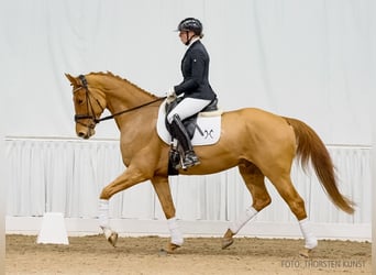 Hanovrien, Hongre, 4 Ans, 168 cm, Alezan