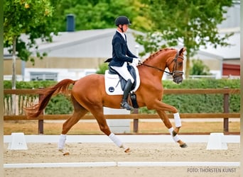 Hanovrien, Hongre, 4 Ans, 168 cm, Alezan