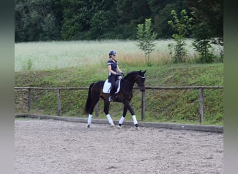 Hanovrien, Hongre, 4 Ans, 168 cm, Bai brun