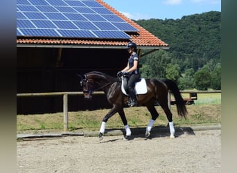 Hanovrien, Hongre, 4 Ans, 168 cm, Bai brun