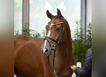 Hanovrien, Hongre, 4 Ans, 168 cm, Bai brun
