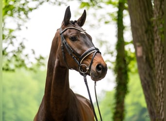 Hanovrien, Hongre, 4 Ans, 168 cm, Bai brun