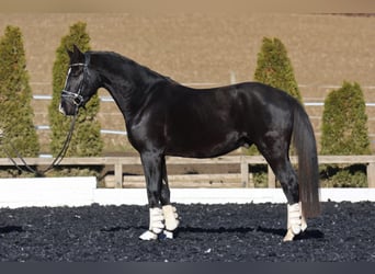 Hanovrien, Hongre, 4 Ans, 168 cm, Bai brun foncé