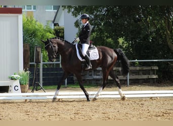 Hanovrien, Hongre, 4 Ans, 168 cm, Bai brun foncé