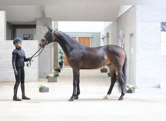 Hanovrien, Hongre, 4 Ans, 168 cm, Bai