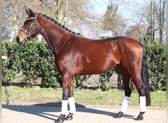 Hanovrien, Hongre, 4 Ans, 168 cm, Bai
