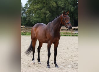 Hanovrien, Hongre, 4 Ans, 168 cm, Bai