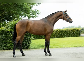 Hanovrien, Hongre, 4 Ans, 168 cm, Bai