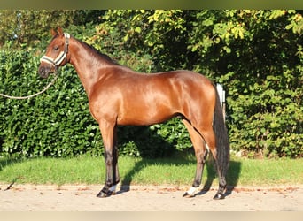 Hanovrien, Hongre, 4 Ans, 168 cm, Bai Hanovrien, Hongre, 4 Ans, 168 cm, Bai