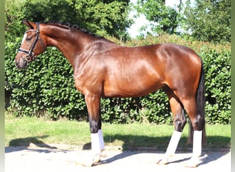 Hanovrien, Hongre, 4 Ans, 168 cm, Bai