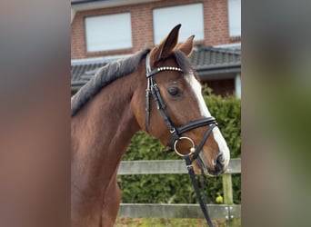 Hanovrien, Hongre, 4 Ans, 168 cm, Bai