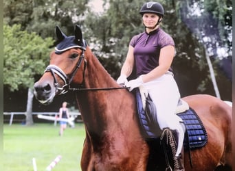 Hanovrien, Hongre, 4 Ans, 168 cm, Bai