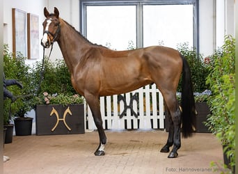 Hanovrien, Hongre, 4 Ans, 168 cm, Bai