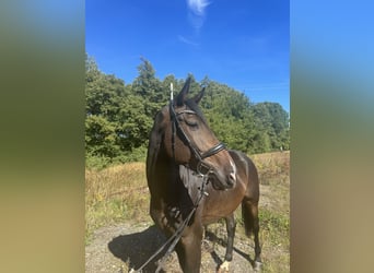 Hanovrien, Hongre, 4 Ans, 168 cm