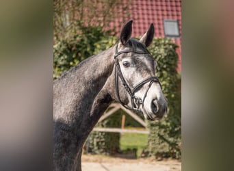Hanovrien, Hongre, 4 Ans, 168 cm, Gris