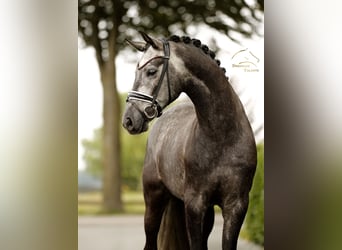 Hanovrien, Hongre, 4 Ans, 168 cm, Gris noir