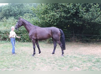 Hanovrien, Hongre, 4 Ans, 168 cm, Noir