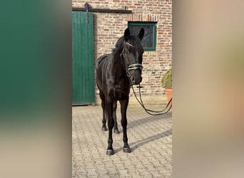 Hanovrien, Hongre, 4 Ans, 168 cm, Noir