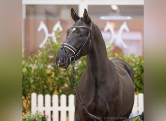 Hanovrien, Hongre, 4 Ans, 168 cm, Noir