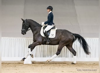 Hanovrien, Hongre, 4 Ans, 168 cm, Noir