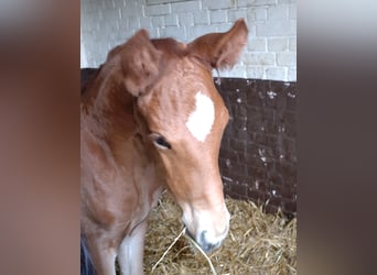 Hanovrien, Hongre, 4 Ans, 169 cm, Alezan