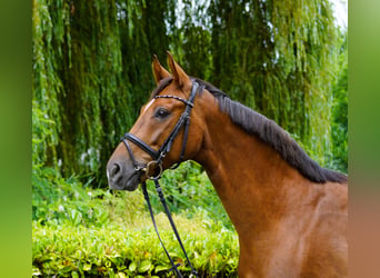 Hanovrien, Hongre, 4 Ans, 169 cm, Alezan