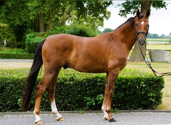 Hanovrien, Hongre, 4 Ans, 169 cm, Alezan