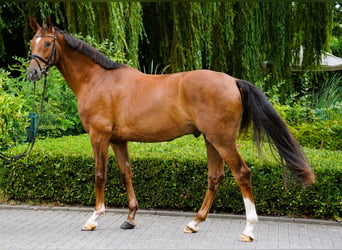 Hanovrien, Hongre, 4 Ans, 169 cm, Alezan