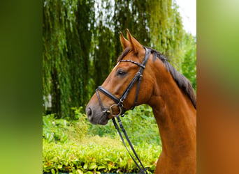 Hanovrien, Hongre, 4 Ans, 169 cm, Alezan