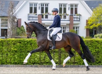 Hanovrien, Hongre, 4 Ans, 169 cm, Alezan