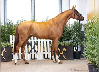 Hanovrien, Hongre, 4 Ans, 169 cm, Alezan