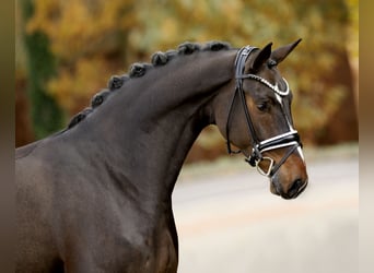 Hanovrien, Hongre, 4 Ans, 169 cm, Bai brun