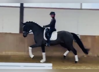 Hanovrien, Hongre, 4 Ans, 169 cm, Bai brun foncé