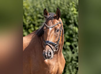 Hanovrien, Hongre, 4 Ans, 169 cm, Bai