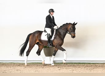 Hanovrien, Hongre, 4 Ans, 169 cm, Bai