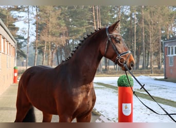 Hanovrien, Hongre, 4 Ans, 169 cm, Bai