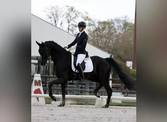 Hanovrien, Hongre, 4 Ans, 169 cm, Noir