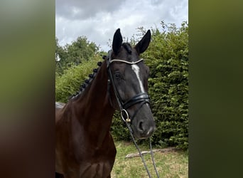 Hanovrien, Hongre, 4 Ans, 169 cm, Noir