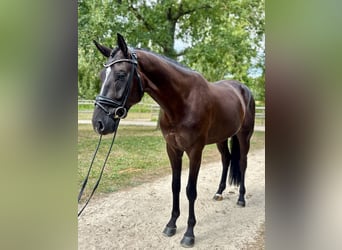 Hanovrien, Hongre, 4 Ans, 169 cm, Noir