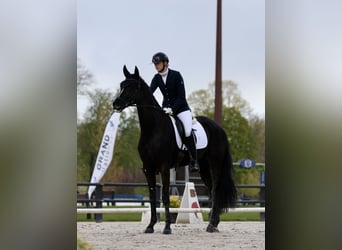 Hanovrien, Hongre, 4 Ans, 169 cm, Noir