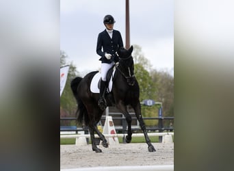 Hanovrien, Hongre, 4 Ans, 169 cm, Noir
